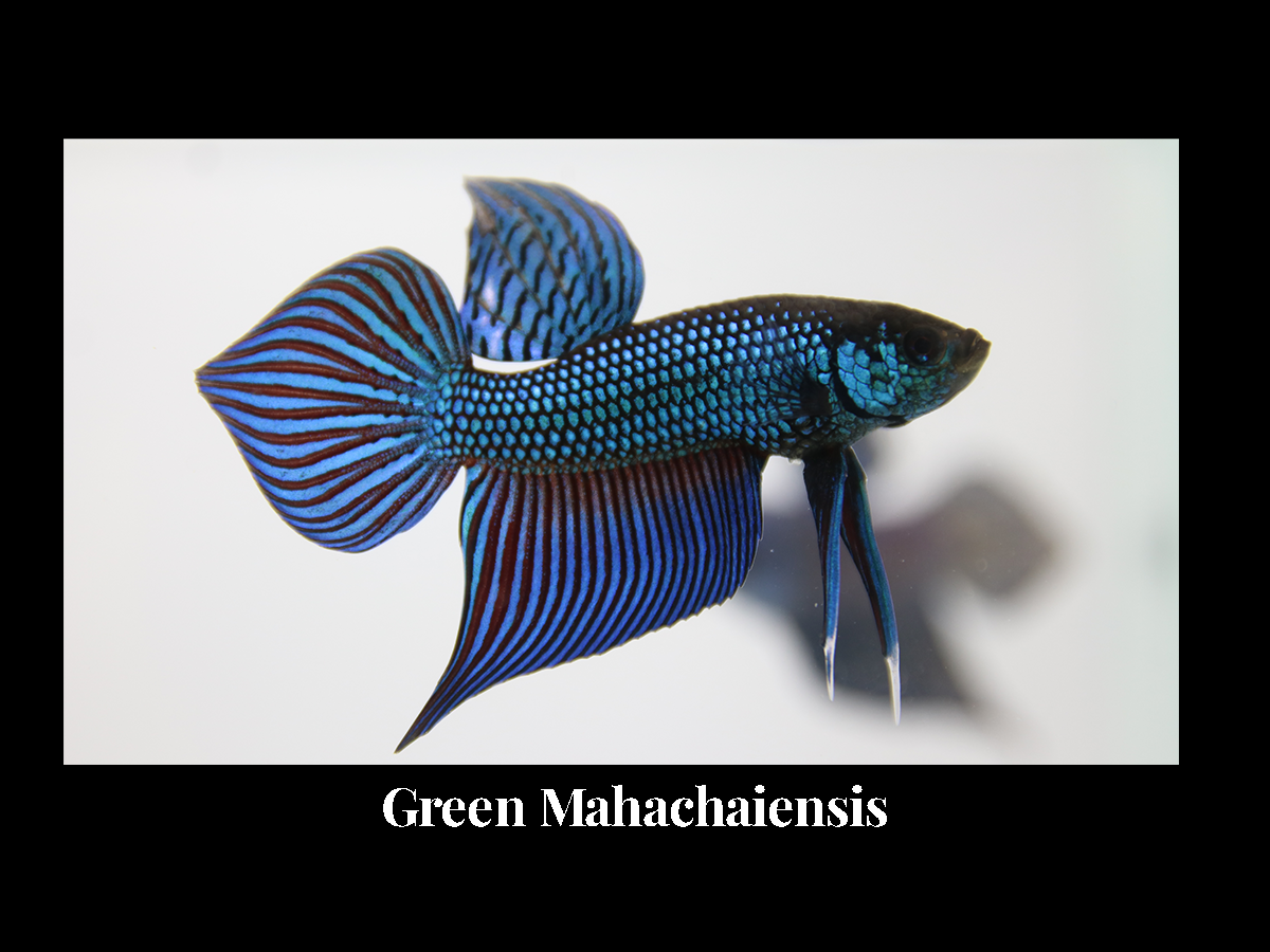 Mahachaiensis